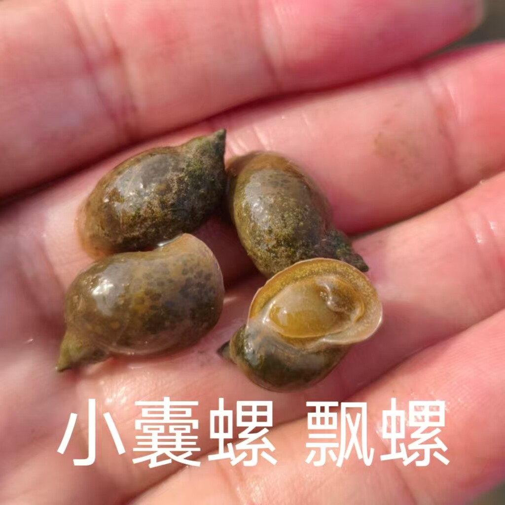 鱼缸除藻囊螺飘螺喂乌龟活体饲料图片