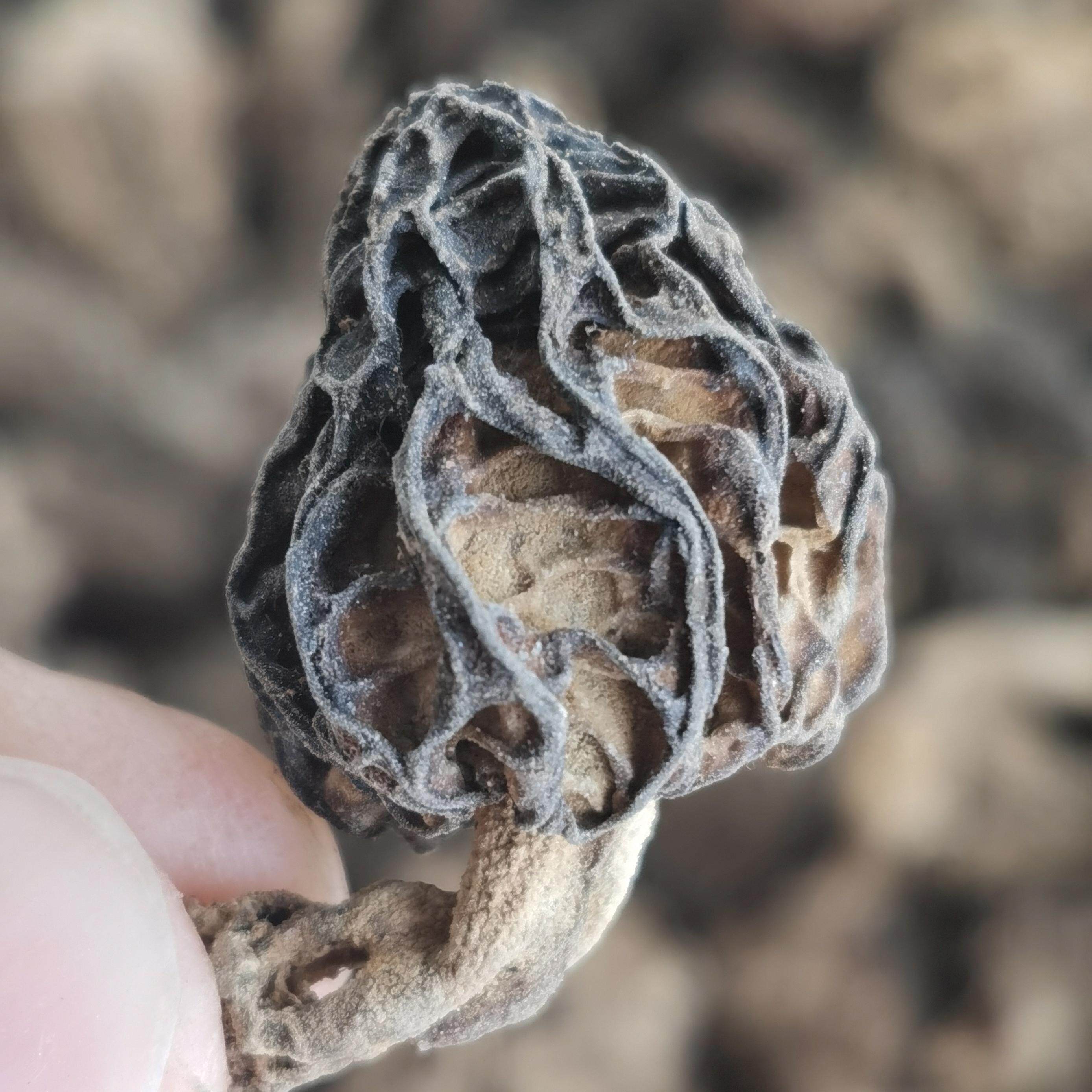 纯野生黑羊肚菌甘肃高海拔羊肚菌干货原产地直发包邮