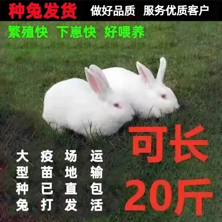 兔子活物家养公母一对大型肉兔新西兰白兔种兔青年成年兔活苗繁殖