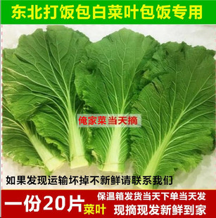 东北新鲜蔬菜打饭包叶包邮大饭包叶打饭包叶白菜叶子老家免运费