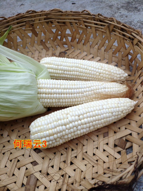海南农产品新鲜白玉米糯玉米 香糯甜玉米棒现摘带皮发货五斤装包
