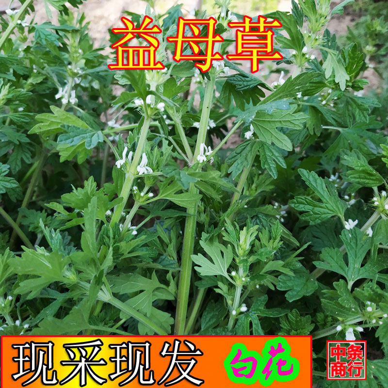白花益母草新鲜带根可栽种苗可药用泡脚现采带花干品鲜品半斤包邮