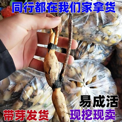 大型荷花种藕苗盆栽碗莲荷花种根苗食用高产莲藕苗浅水藕种荷花苗