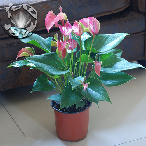 白掌粉掌红掌一帆风顺盆栽水培