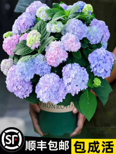 绣球花苗无尽夏当年开花绣球花盆栽庭院好养的花卉植物室内花