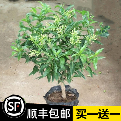 夜来香花树苗九里盆栽卉植物