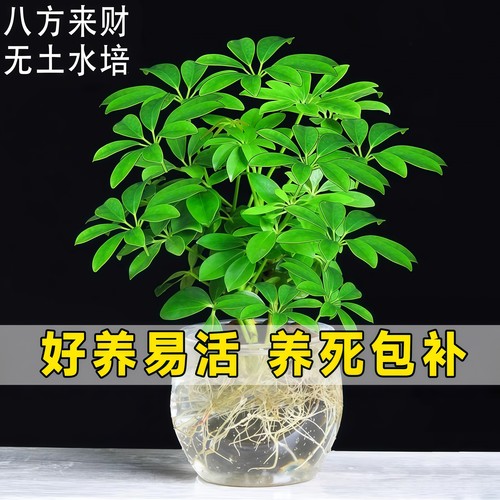 鸭脚木盆栽水培植物室内好养绿植