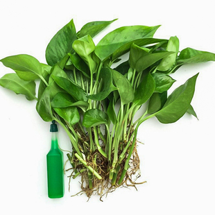 水养绿萝培植物室内绿箩盆栽鲜花卉发财树富贵竹白红掌水土生裸根