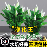 白掌盆栽一帆風順水培室內好養(yǎng)活