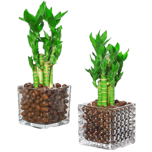 水培带根荷花竹文昌竹盆栽办公室内花卉好养绿植物招财富贵观音竹