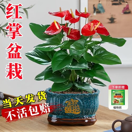 红掌盆栽带花大叶旺宅植物