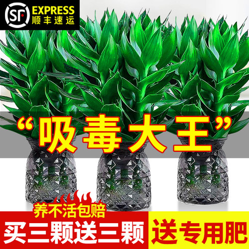 观音竹富贵水培植物带根花