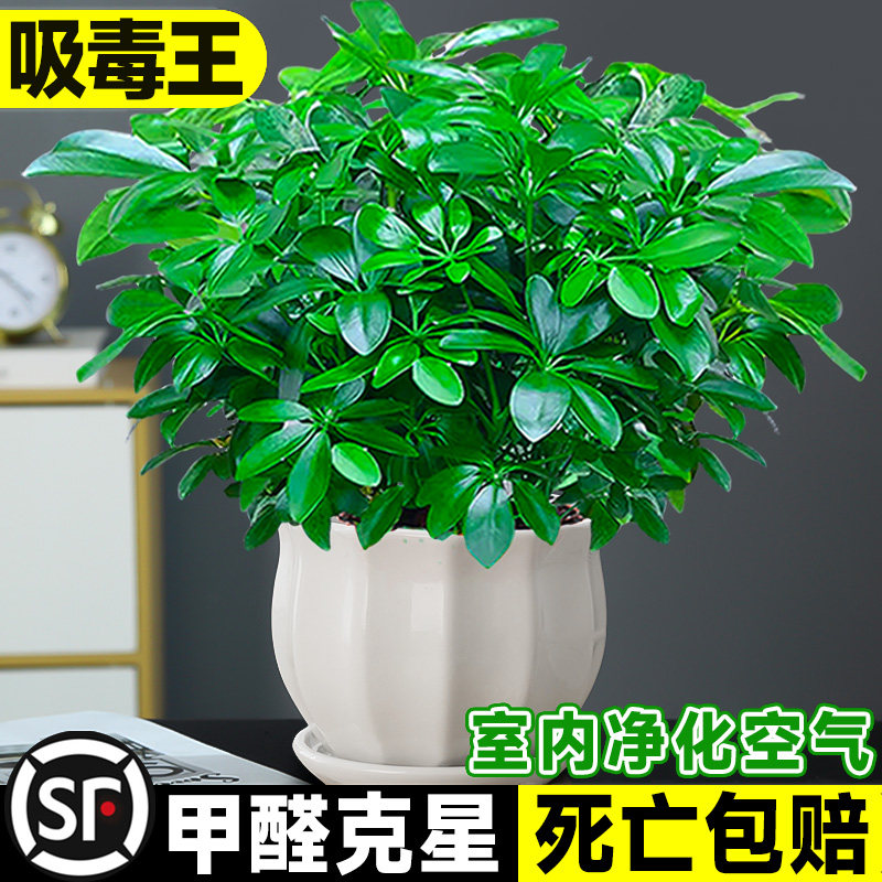八方来财小盆栽鸭脚木四季常青桌面花卉景发财树客厅甲醛室内招财