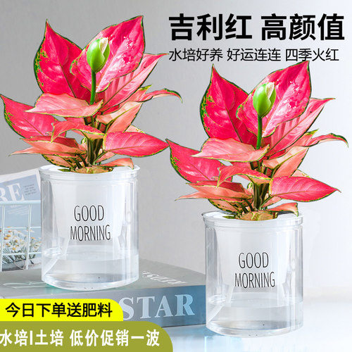 如意皇后吉利红盆栽办公室内