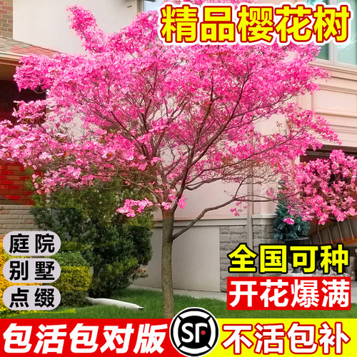 日本樱花树苗庭院大型小盆栽