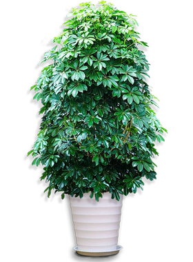 鸭脚木客厅大盆栽室内绿植好养