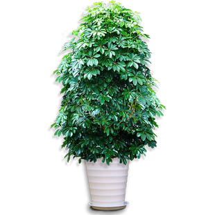 鸭脚木客厅大盆栽七叶莲水培招财树八方来财室内绿植物花卉发财树