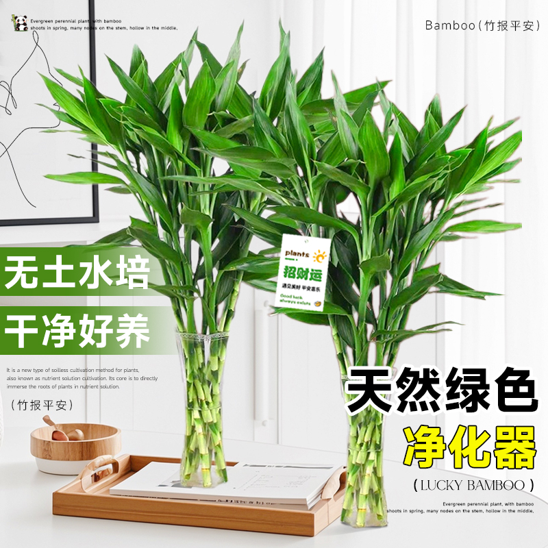 富贵竹水培植物客厅招财绿