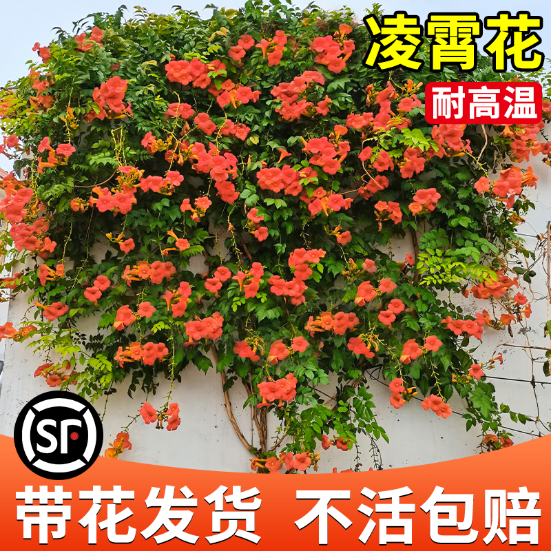 凌霄花爬藤大苗粉色植物四