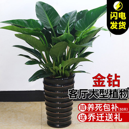 金钻盆栽客厅室内大型绿植送肥料