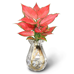 如意皇后吉利红盆栽办公室内四季小绿植懒人水培植物好土养易成活