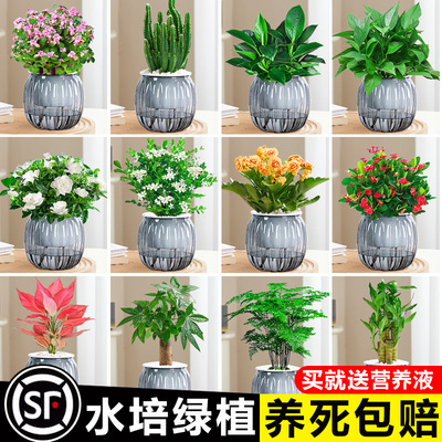 绿萝箩发财树植盆栽花卉室