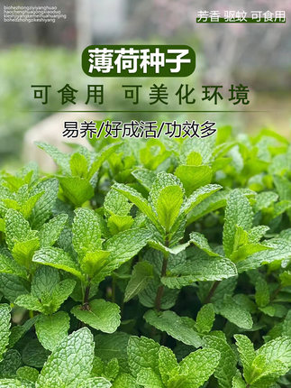 可食用薄荷种子留兰香柠檬苗猫薄荷四季播种室内阳台盆栽花种籽子