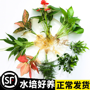 水培花卉盆栽办公室内花绿植物四季好养活绿萝箩富贵文竹芋红白掌