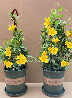 法国香水藤盆栽室内四季花卉飘香藤庭院茉莉花爬藤蔓植物攀爬带花