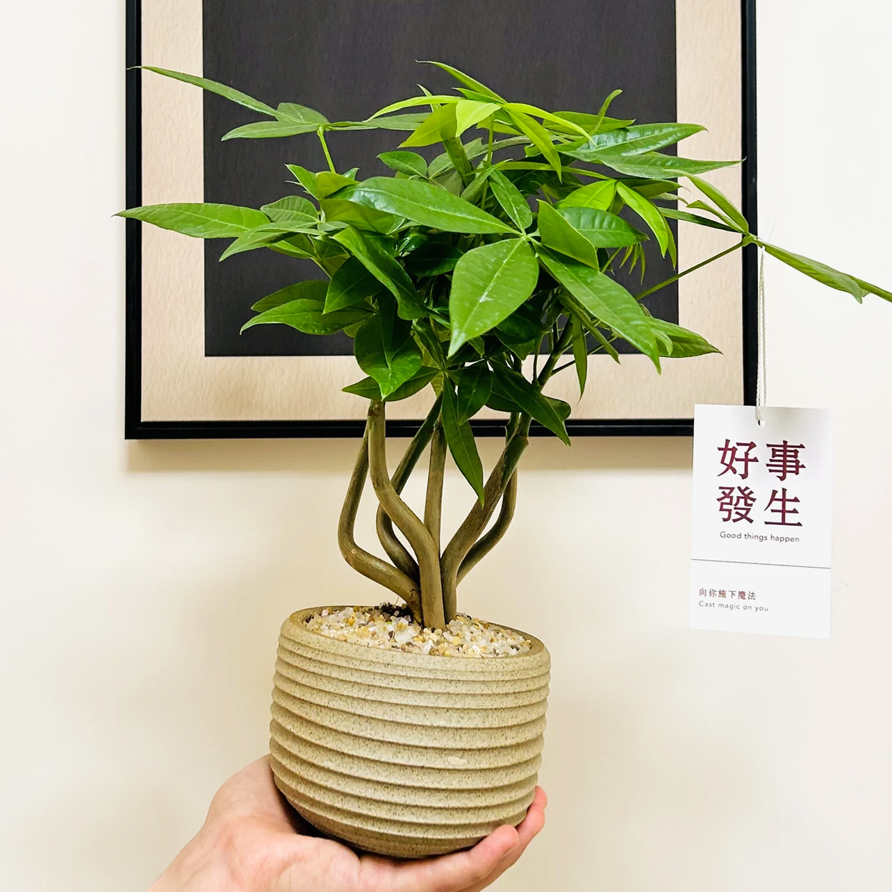 五福奇趣发财树盆栽花卉易