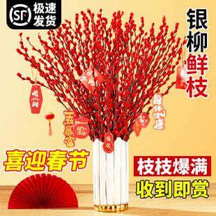 银柳真花鲜枝年宵花客厅摆件干花盆栽抱抱桶红色花卉干枝水培植物
