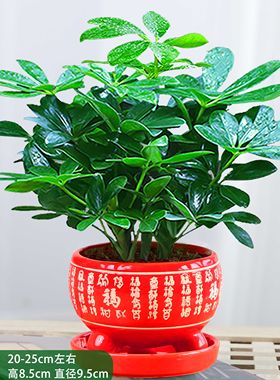 鸭脚木八方来财绿植盆栽招财树