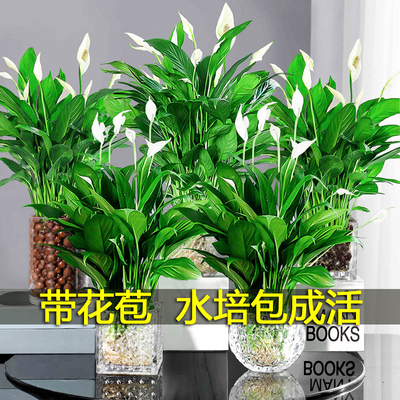 一帆风顺白掌盆栽水培植物花卉