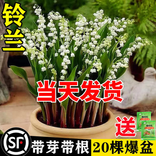 铃兰花苗带芽根盆栽植物种球