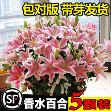 香水百合花种球盆栽花卉室内室外四季开花好养活植物种子易活花苗