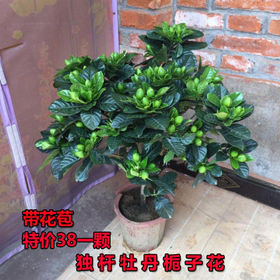 栀子花带花苞花卉植物阳台树苗