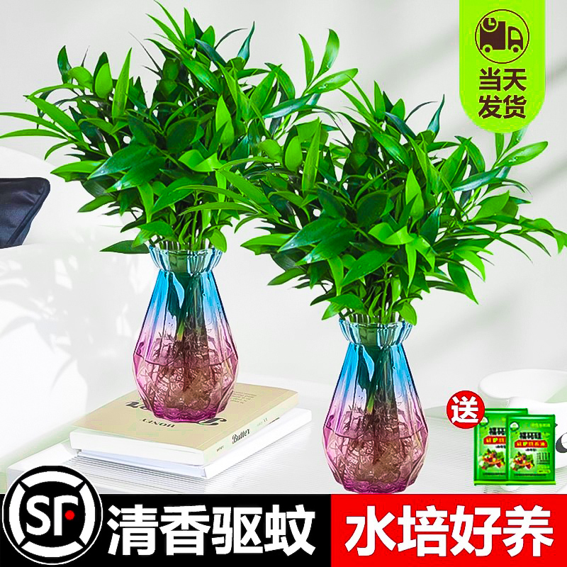 竹柏水培植物夏季驱蚊室内水养绿植花卉小盆栽四季好养大苗老桩