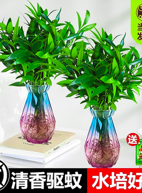 竹柏水培植物夏季驱蚊室内水养绿植花卉小盆栽四季好养大苗老桩