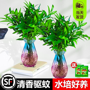 驱蚊室内水养绿植花卉小盆栽四季 好养大苗老桩 竹柏水培植物夏季