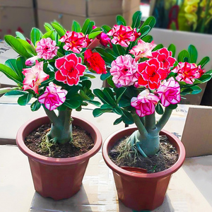 重瓣沙漠玫瑰花苗盆栽四季花卉绿植物老桩室内阳台小盆景开花不断