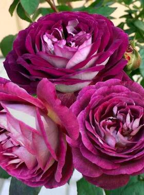 合唱团/哈德斯菲尔德月季花苗 大花浓香紫色丰花阳台庭院盆栽好养