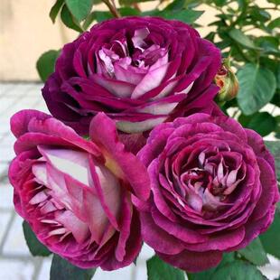 合唱团/哈德斯菲尔德月季花苗 大花浓香紫色丰花阳台庭院盆栽好养