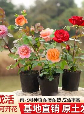 灌木月季爬藤小苗当年开花
