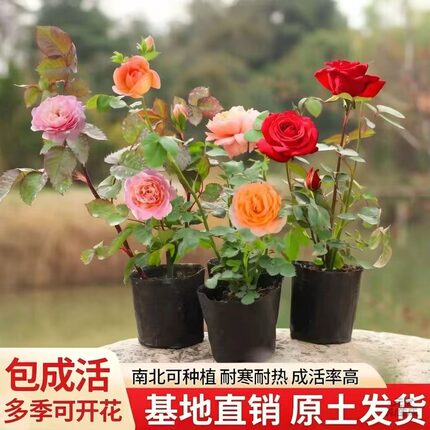 小苗月季花苗玫瑰果汁阳台开花绿植室内盆栽多季好养花卉爬藤藤本