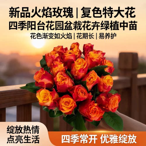 火烈鸟切花月季复色特大花