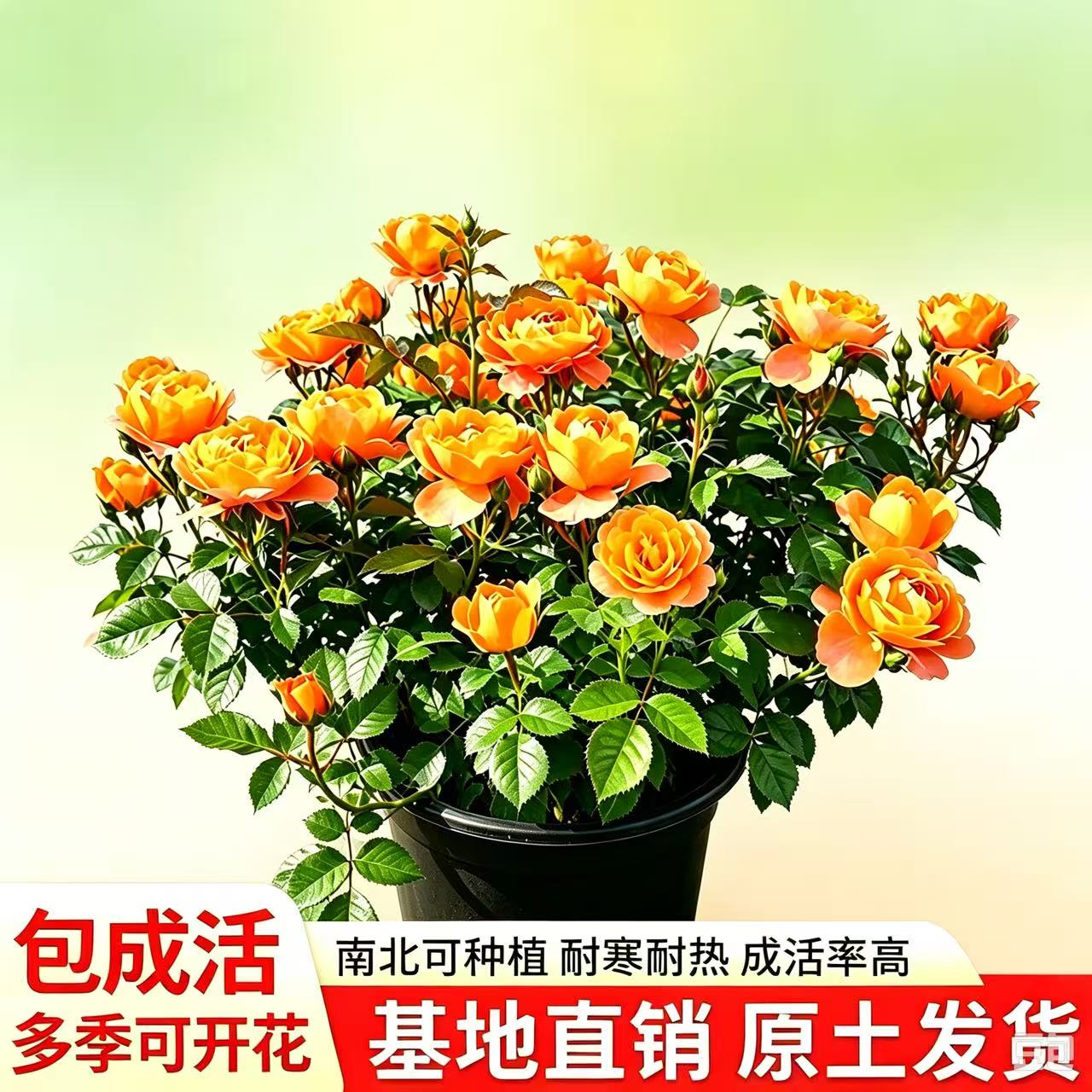 月季花苗多季开花带花苞特大花卉爬藤中苗室内外阳台盆栽蔷薇玫瑰