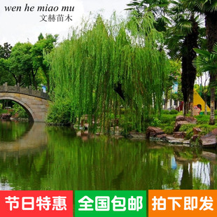 垂柳苗垂柳树苗黄金柳垂柳直柳庭院别墅河道行道风景树绿化苗木