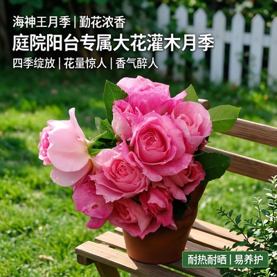 海神王大花灌木月季浓香