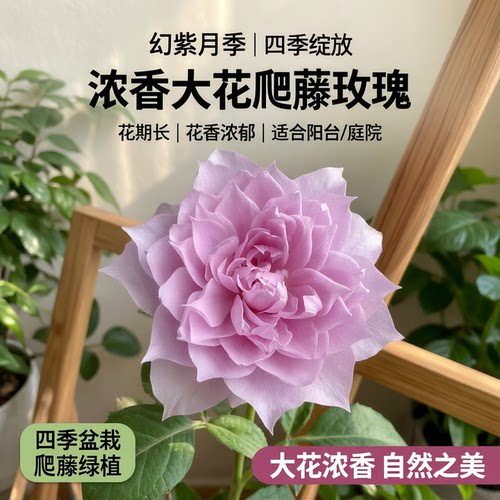幻紫月季花苗开花玫瑰小苗四季盆栽花卉爬藤植物大花浓香树苗绿植