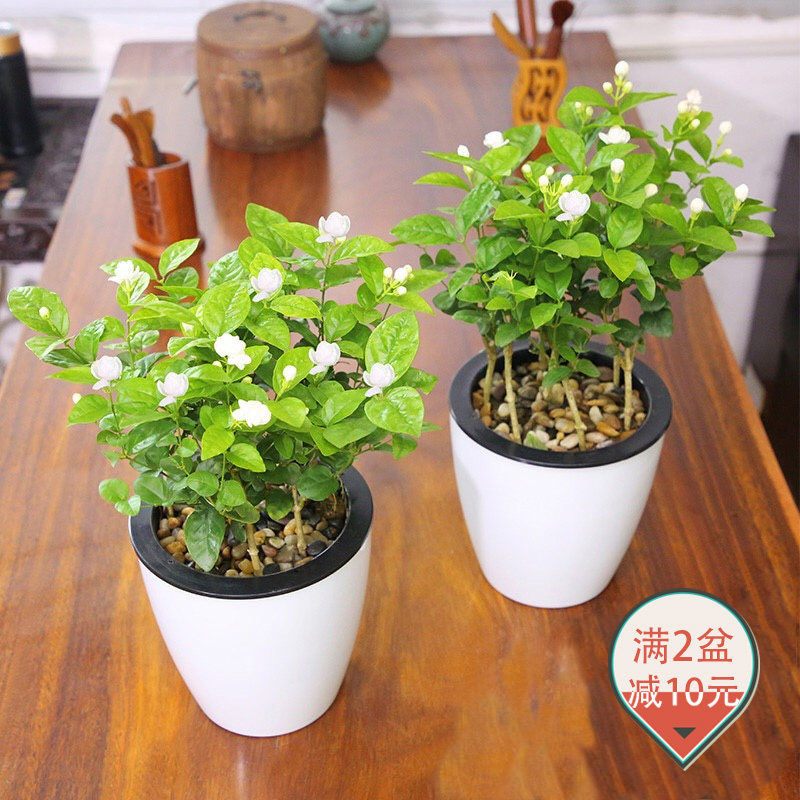 重瓣茉莉花盆栽绿植茉莉花苗四季花卉阳台办公室室内水培植物包邮